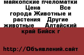  майкопские пчеломатки F-1  › Цена ­ 800 - Все города Животные и растения » Другие животные   . Алтайский край,Бийск г.